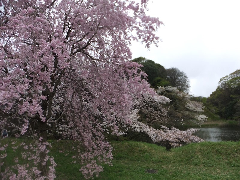 皇居乾通りの桜(2)