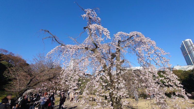 小石川後楽園のしだれ桜(1)
