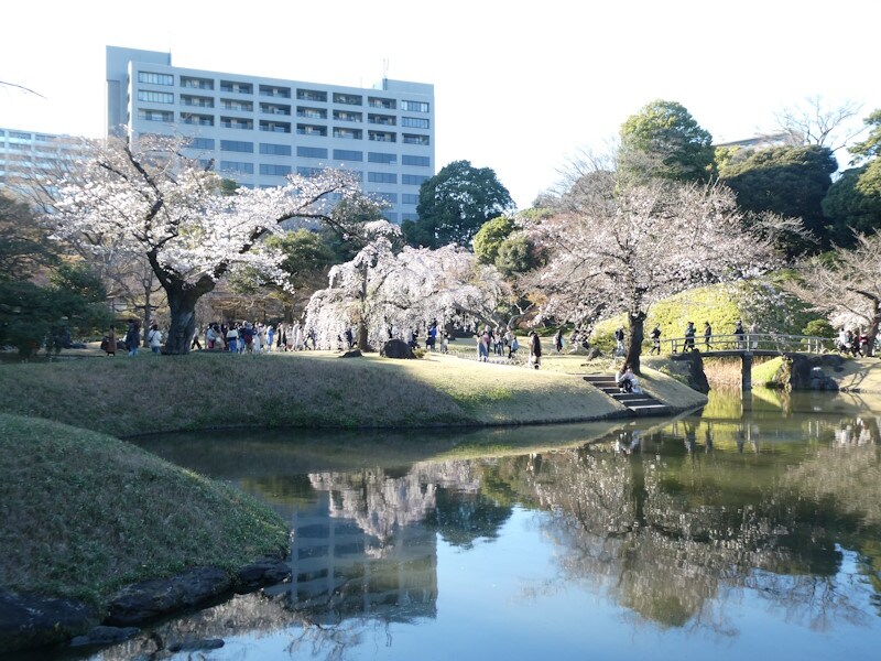 小石川後楽園のしだれ桜(2)