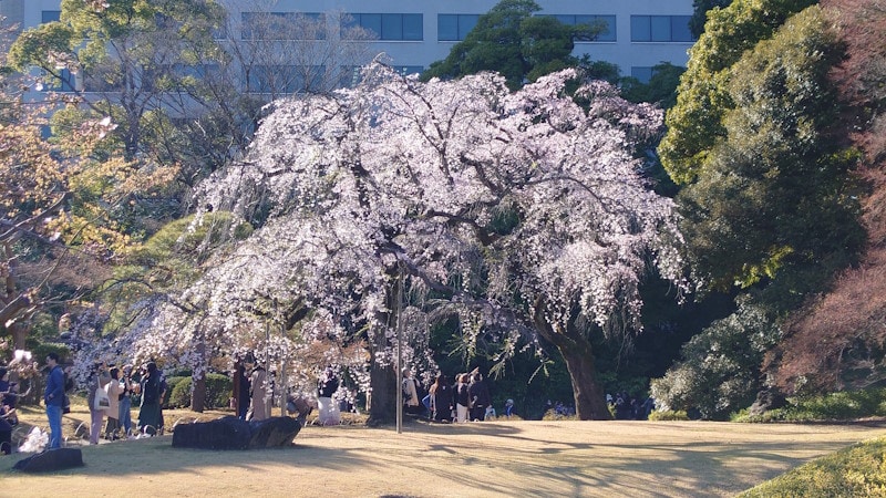 小石川後楽園のしだれ桜(3)