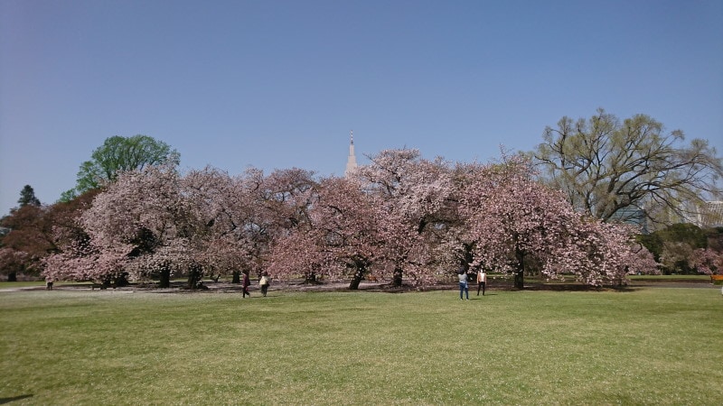 新宿御苑の桜(1)