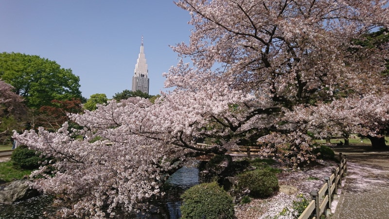 新宿御苑の桜(3)
