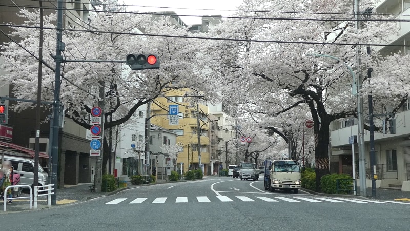 中野通りの桜のトンネル(1)