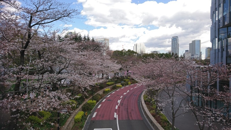 六本木・東京ミッドタウンの桜並木(1)
