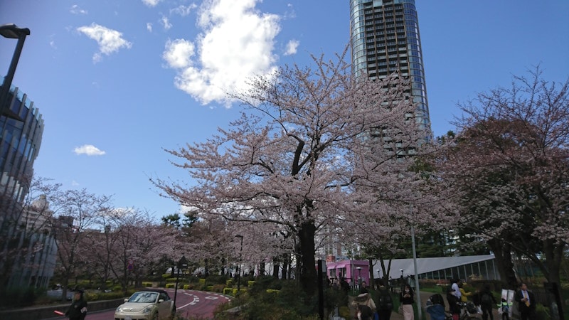 六本木・東京ミッドタウンの桜並木(2)