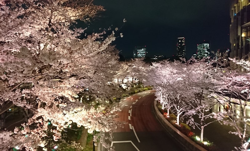 六本木・東京ミッドタウンの桜並木(3)