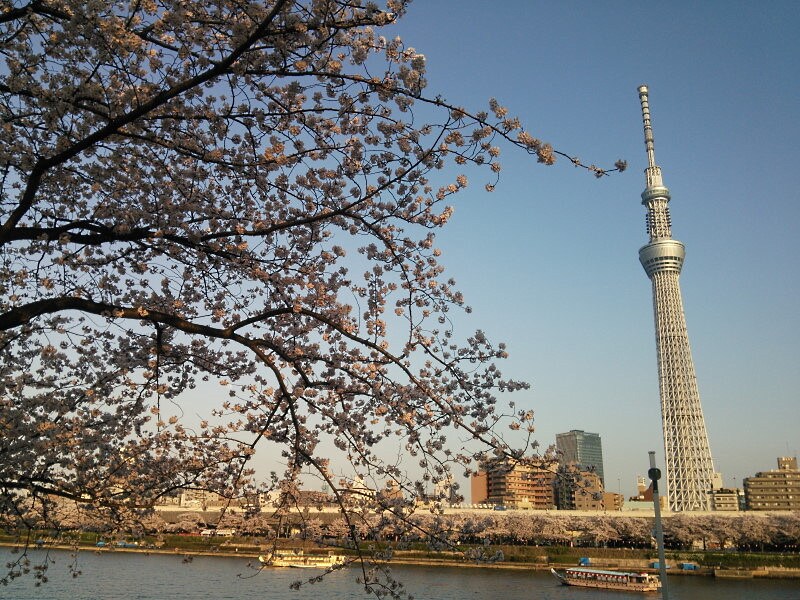 隅田公園の桜並木(1)/東京スカイツリーと共に