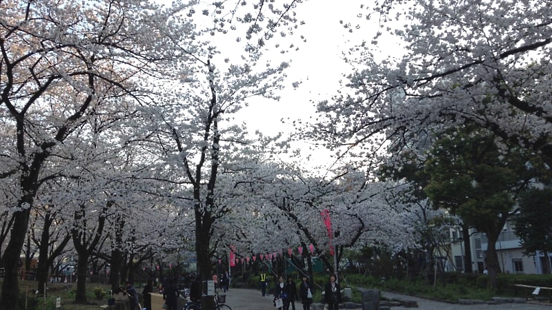 隅田公園の桜並木(2)