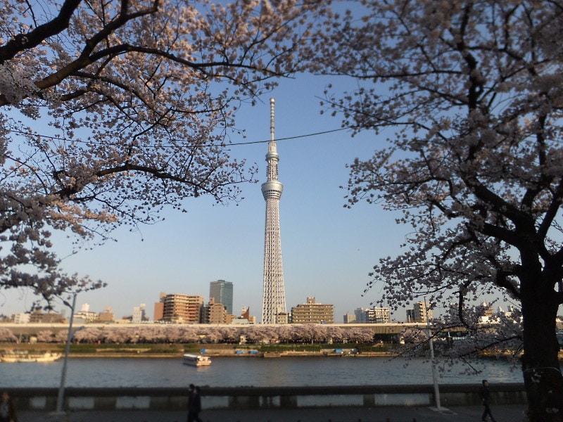 隅田公園の桜並木(3)/東京スカイツリーと共に
