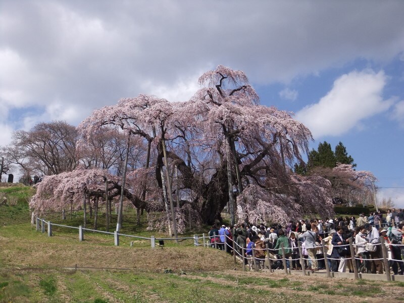 三春の滝桜（1）