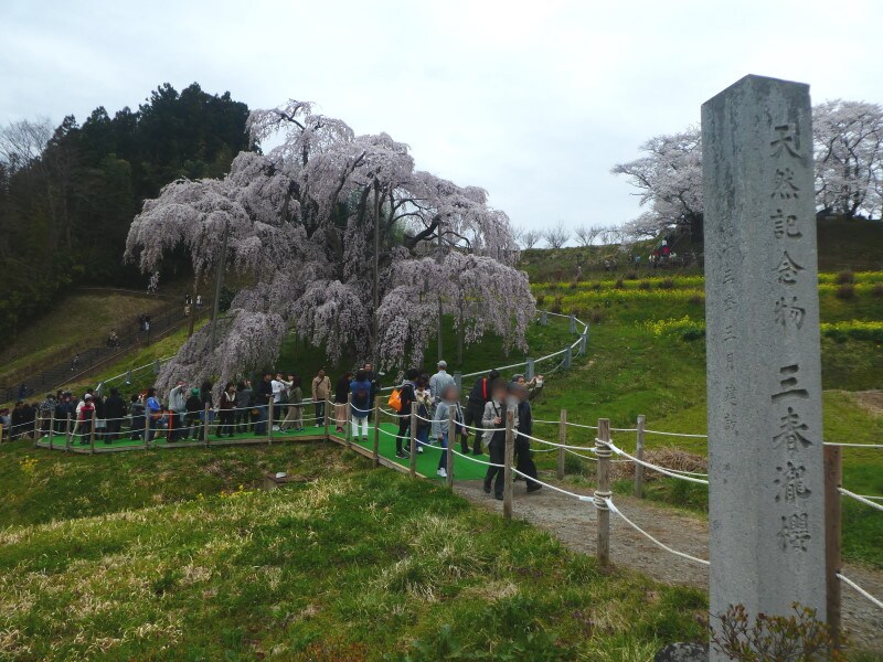 値引きする 日本三代桜滝桜の大正時代の写真 インテリア小物