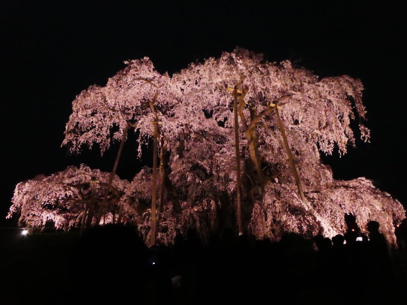 日本三代桜滝桜の大正時代の写真-