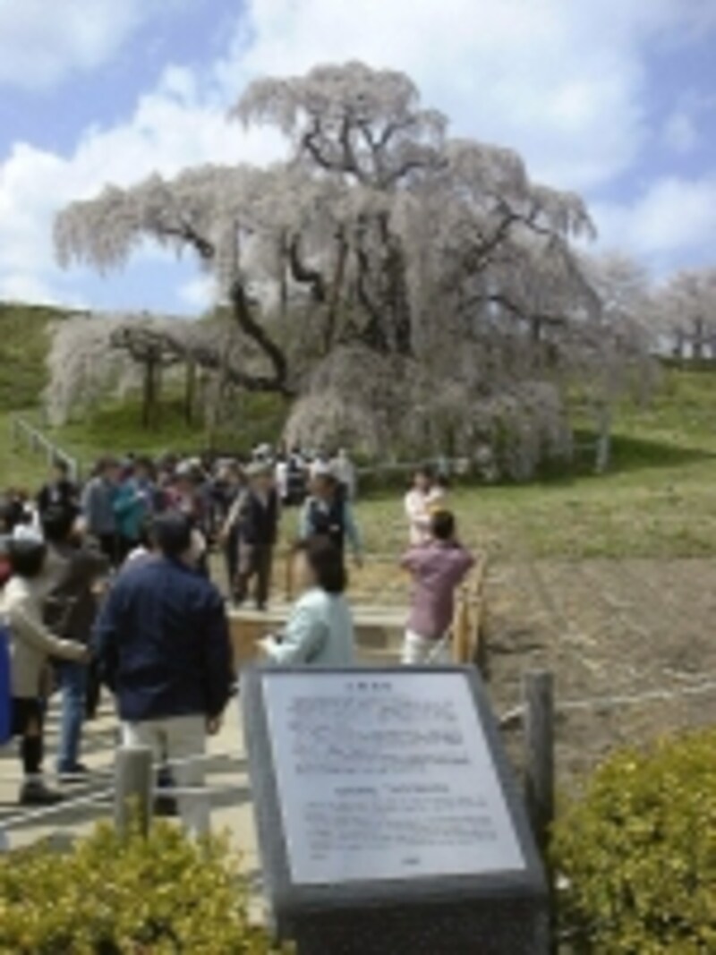 三春の滝桜（2）