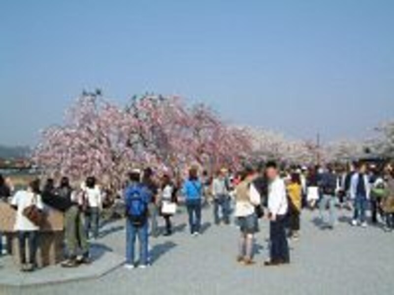 嵐山の桜（2）／嵐山公園にて