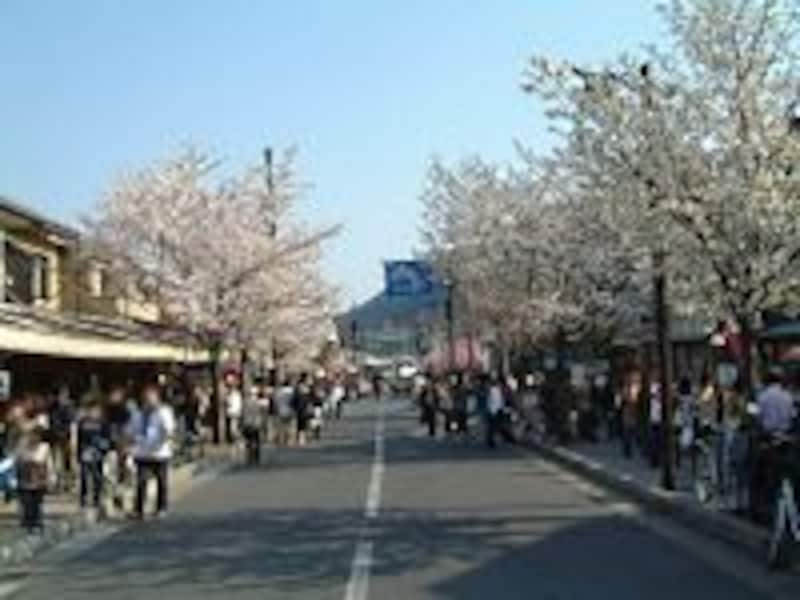 嵐山の桜(3)/メインストリートの長辻通にて