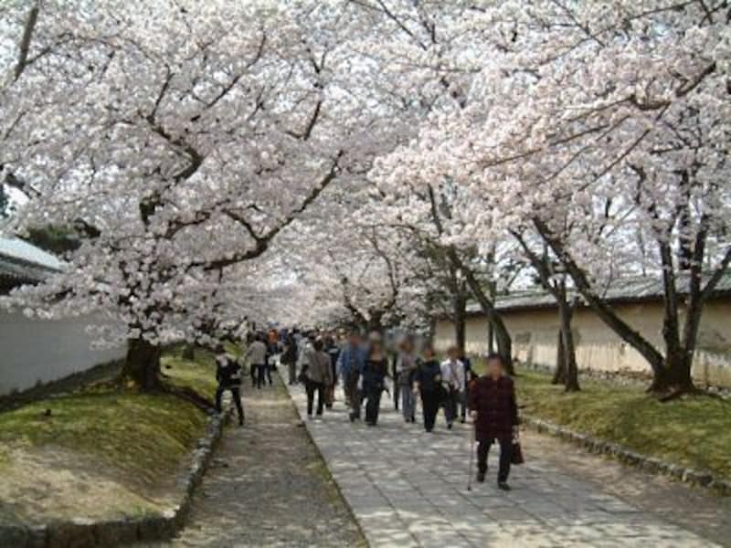 醍醐寺の桜（1）／霊宝館へ至る道