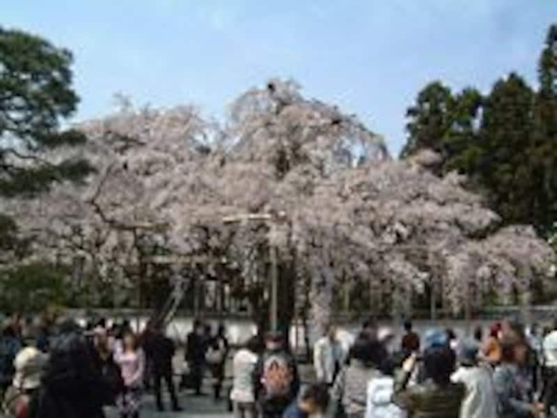 醍醐寺の桜（3）／三宝院