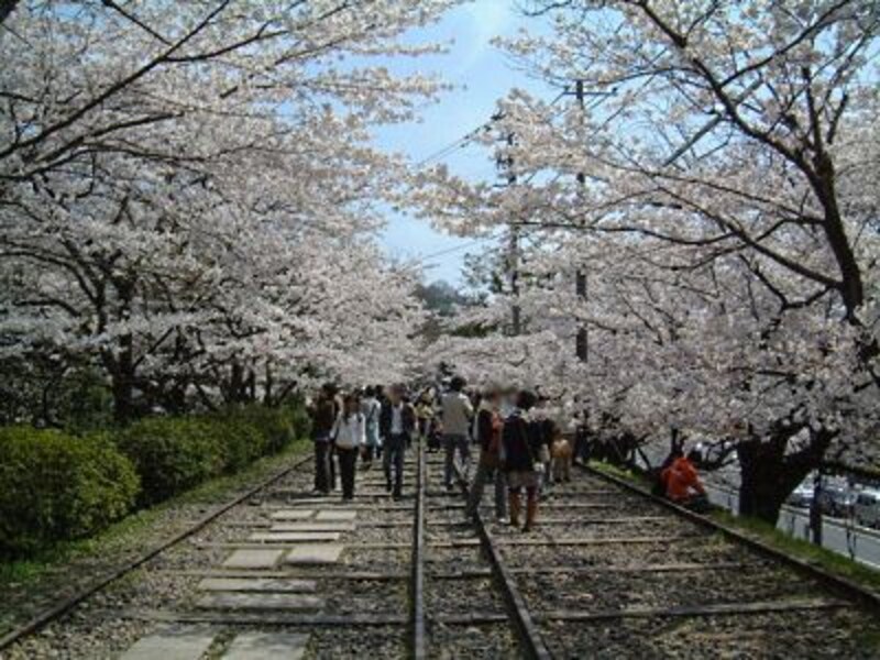 インクラインの桜（1）