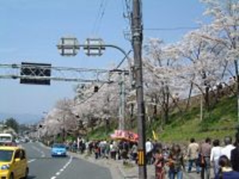 インクラインの桜（2）／蹴上駅近くより