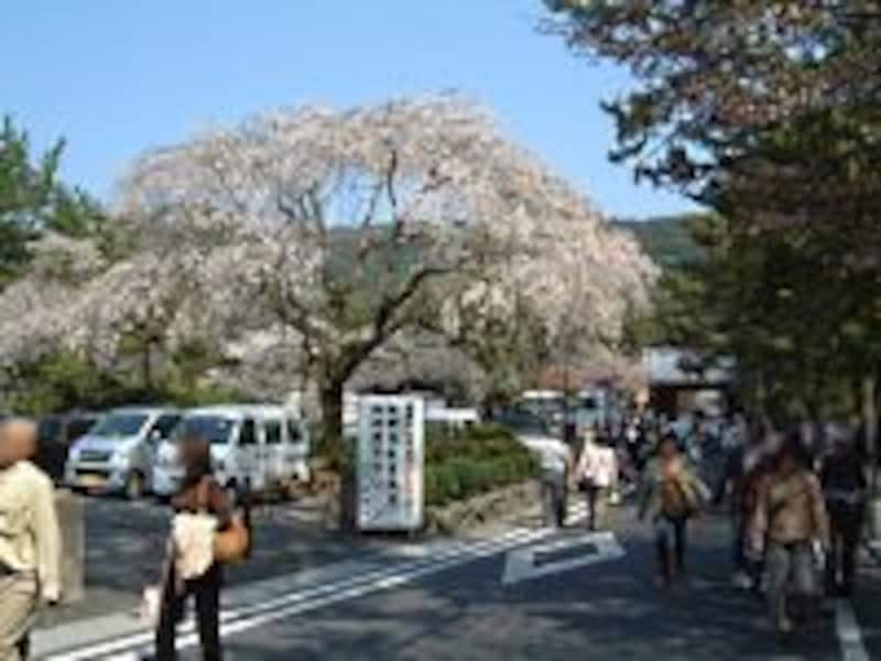 南禅寺の桜(2)