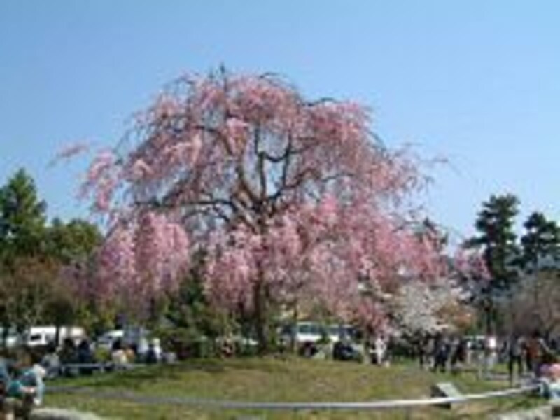 京都会館前、岡崎公園のしだれ桜