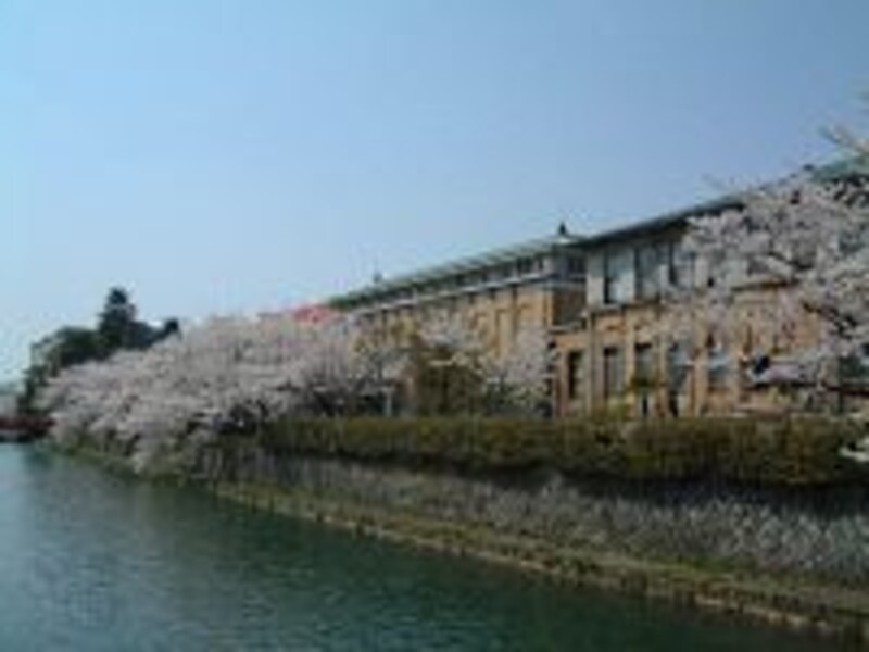 京都市美術館と疏水べりの桜