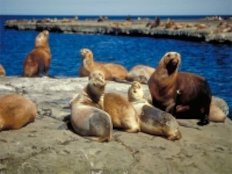 かわいい動物たちに出会える大自然もアルゼンチンの魅力undefined写真提供：アルゼンチン観光局
