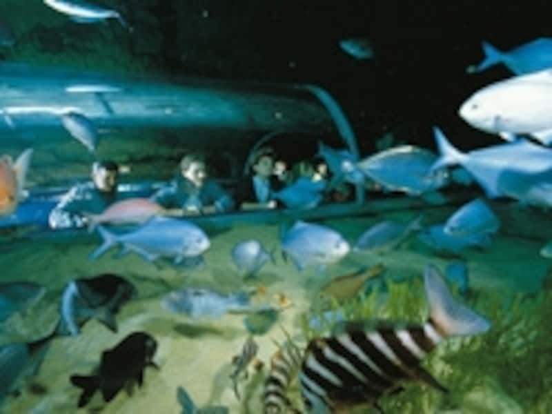 ガラスのトンネルにも入れる