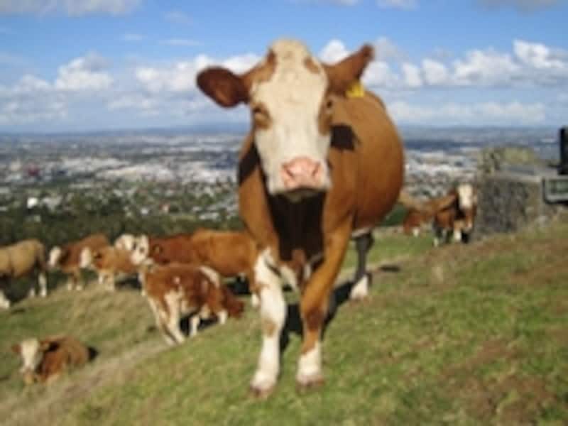 放牧されている動物に出会えることも