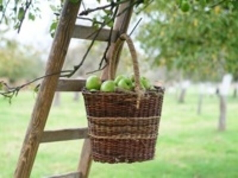 リンゴを使った食品も多い©Stefan Jacobs