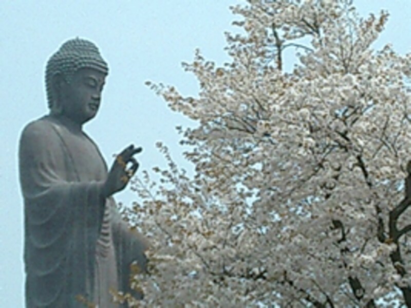 大仏と桜
