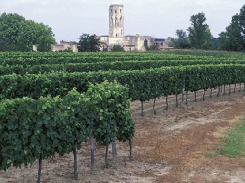 フランス最大のワイン生産地ボルドーのぶどう畑©Comite? Re?gional de Tourisme d'Aquitaine