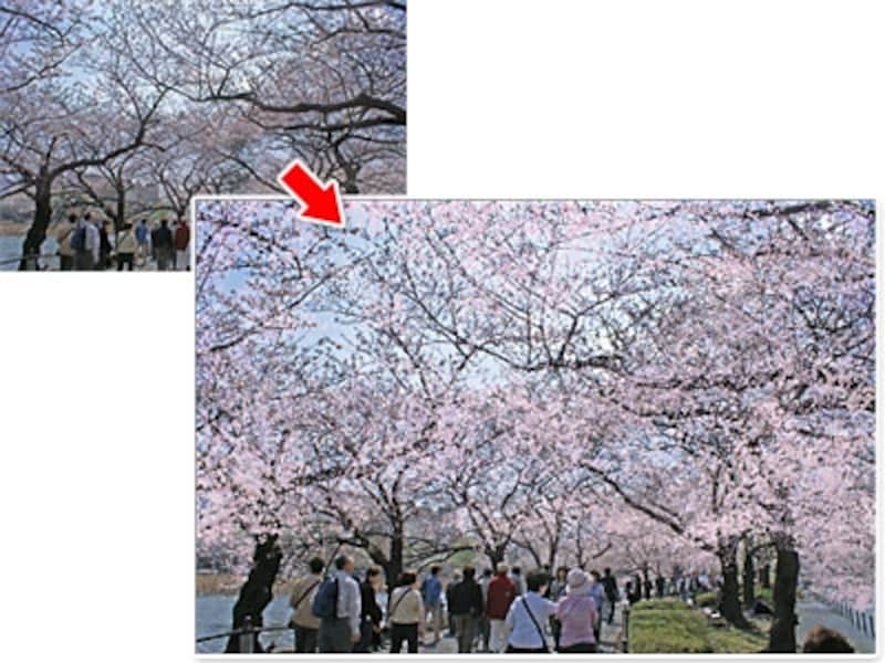 枝が目立つ写真を桜の花でいっぱいに