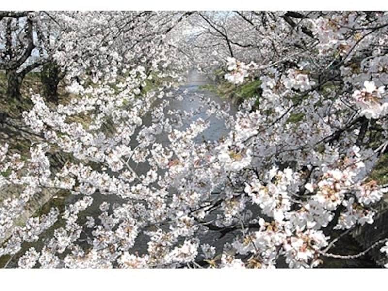 名古屋のお花見スポット18 桜の名所8選 名古屋の観光 旅行 All About