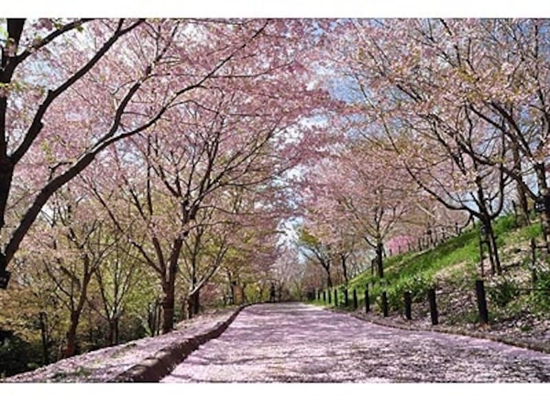 名古屋のお花見スポット18 桜の名所8選 名古屋の観光 旅行 All About