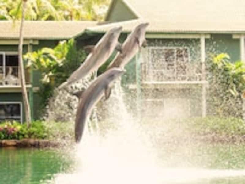 中庭ではいつでもイルカたちにあうことができる