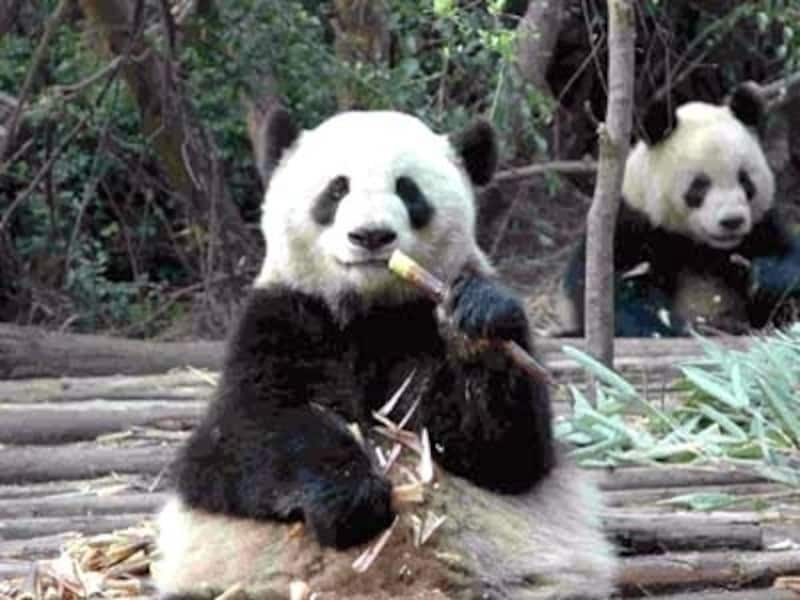 パンダの帰国子女