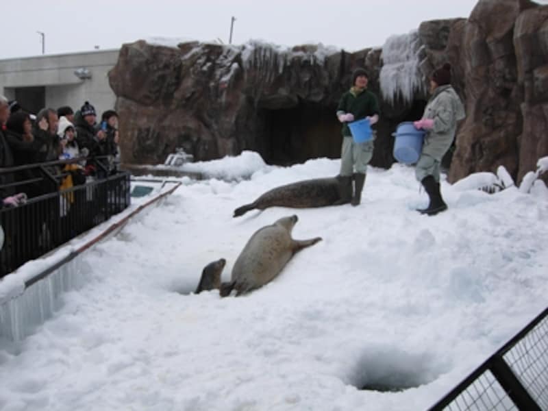 旭山動物園の人気のヒミツ 動物園 All About