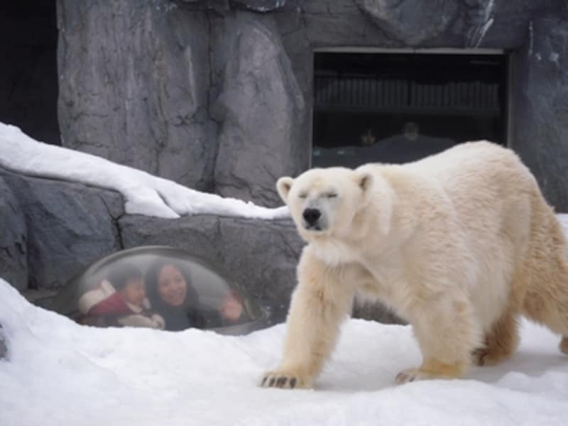 旭山動物園の人気のヒミツ 動物園 All About