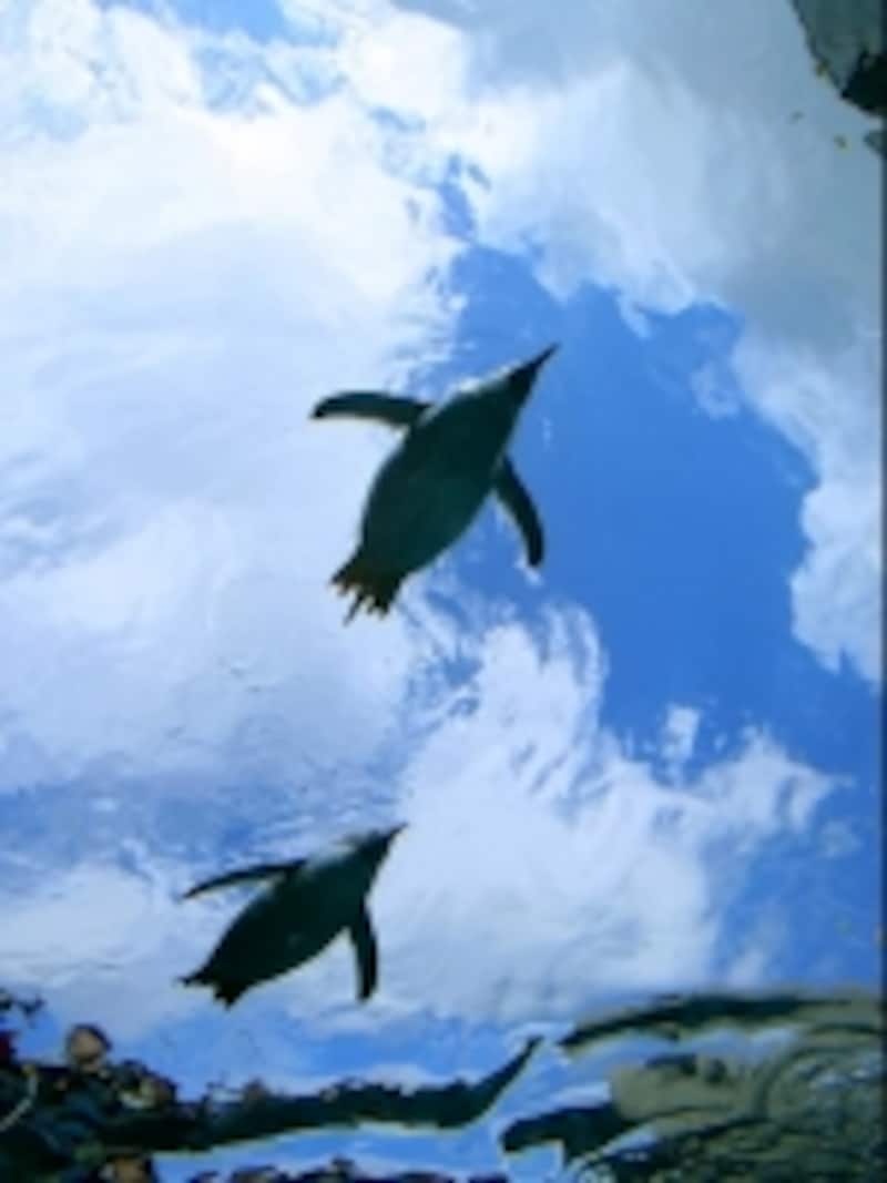 頭の上を飛ぶように泳ぐ「ぺんぎん館」のペンギン