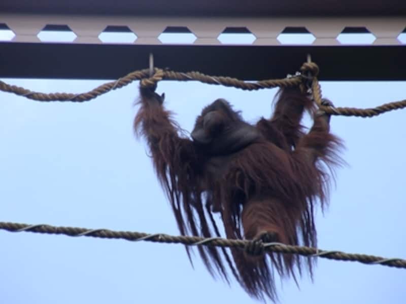 オランウータンの空中散歩が見られる屋外の「おらんうーたん舎」もあります。高さ17mもある塔を軽々と渡ってゆくオランウータンの姿は圧巻。なお、冬期は屋内の「おらんうーたん館」でオランウータンを見ることができます