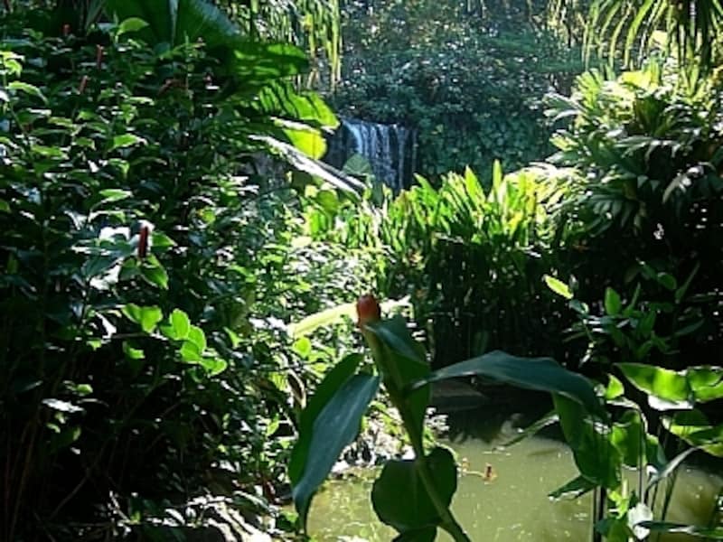 所々に池や滝が配されたシンガポール植物園内。水辺の癒しも感じることが出来ます