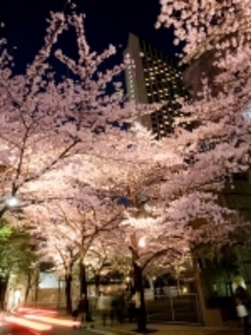 開花時期にあわせて桜並木のライトアップも