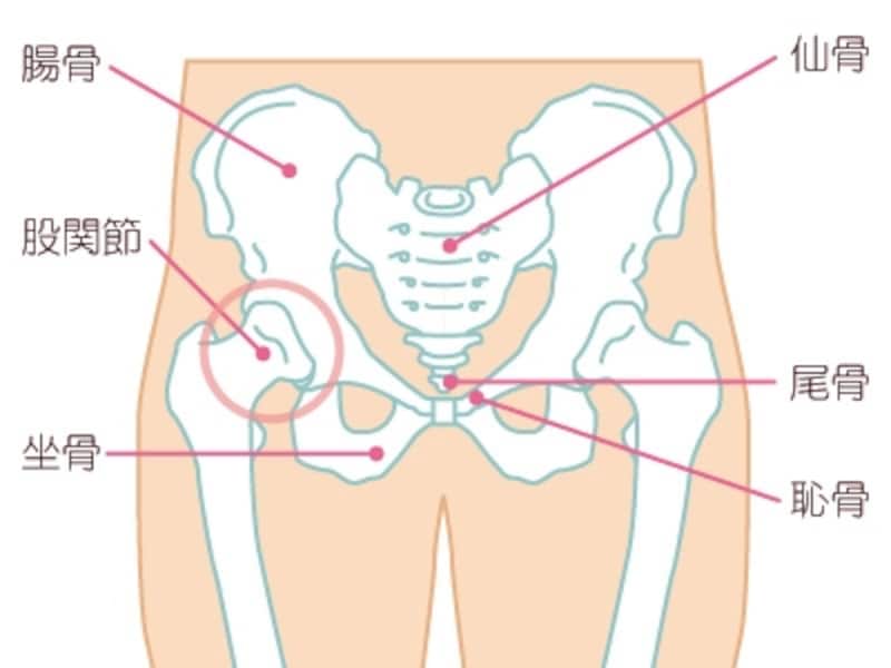 背骨（脊柱）と骨盤と股関節のつながり