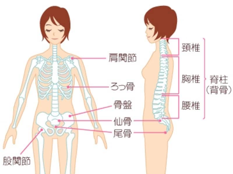 背骨(脊柱)と骨盤と股関節のつながり