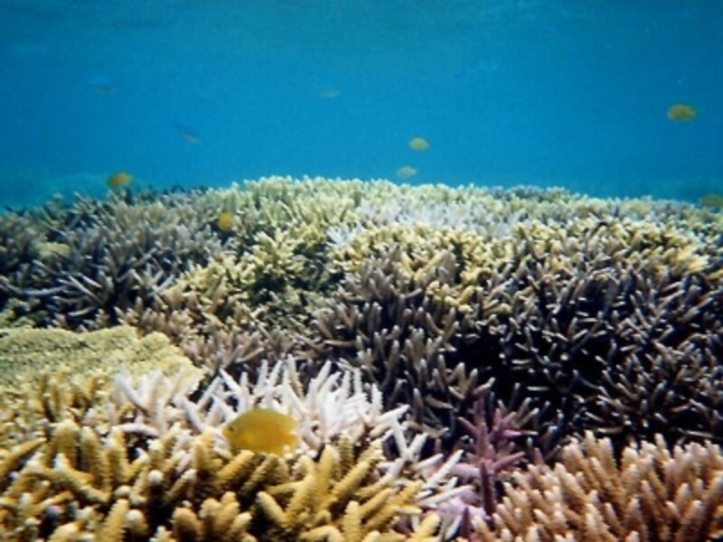 透明度の高い海と、珊瑚礁に守られた魚を目当てにダイバーが集まるレダン島