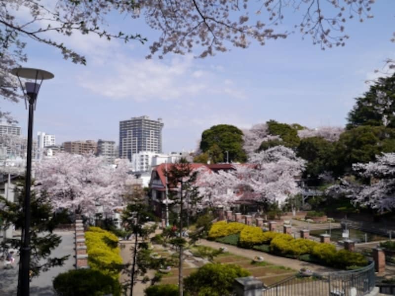 横浜お花見スポット 桜名所おすすめ19選 21年最新 横浜の観光 旅行 All About 横浜お花見スポット 桜名所おすすめ19選 21年最新 横浜の観光 旅行 All About