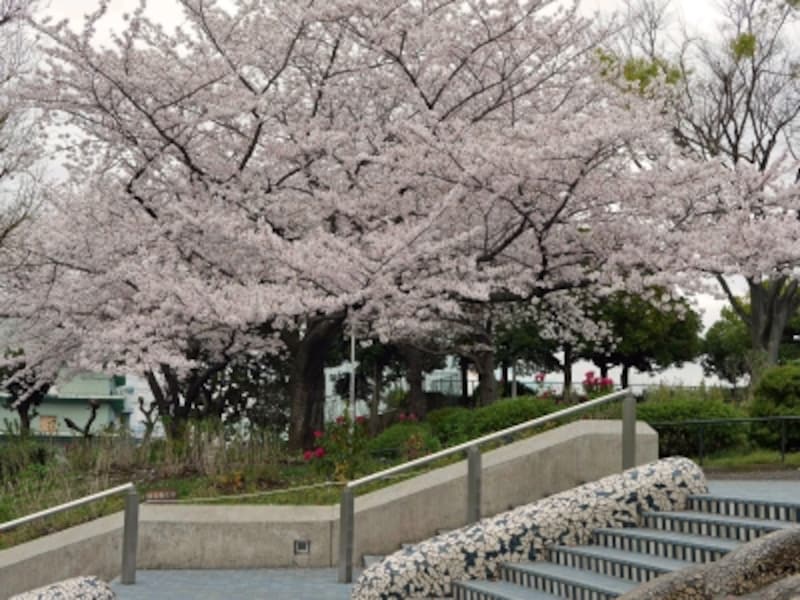 横浜お花見スポット 桜名所おすすめ19選 21年最新 横浜の観光 旅行 All About 横浜お花見スポット 桜名所おすすめ19選 21年最新 横浜の観光 旅行 All About