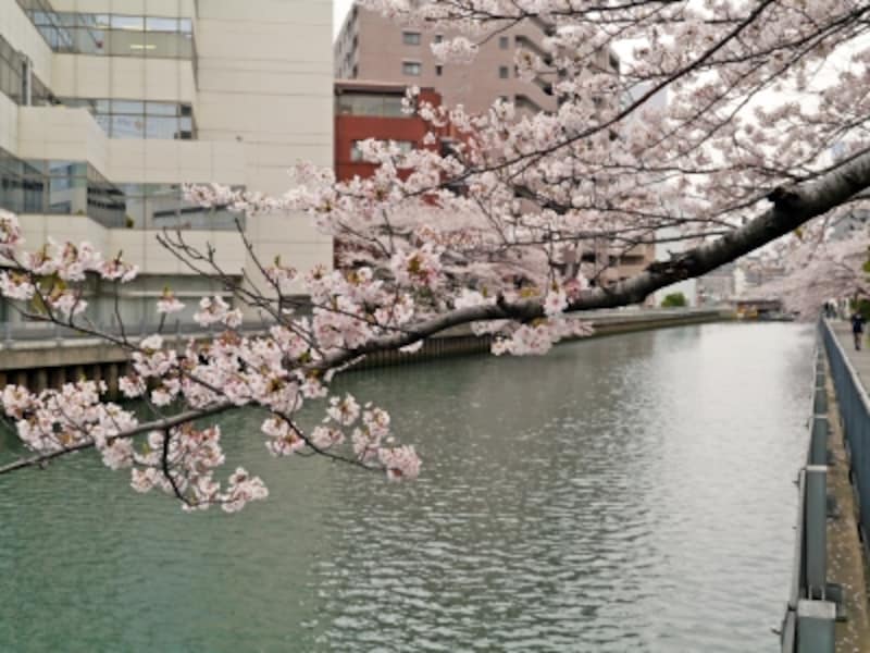 新田間川に覆いかぶさるように咲くサクラが見事（2014年4月2日撮影）