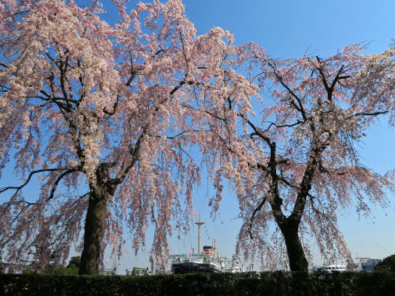 横浜お花見スポット 桜名所おすすめ19選 21年最新 横浜の観光 旅行 All About 横浜お花見スポット 桜名所おすすめ19選 21年最新 横浜の観光 旅行 All About
